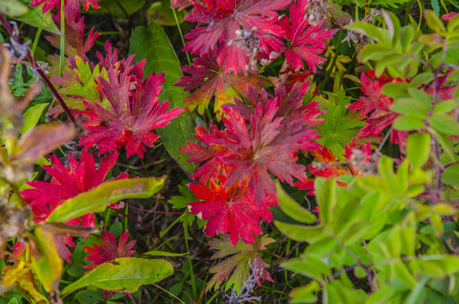 Flores rojas - Kamchatka - Rusia 1